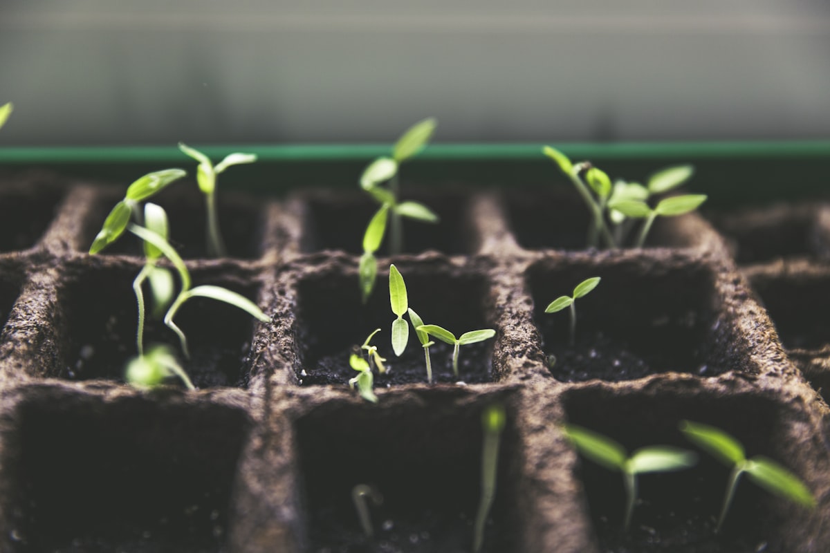 Hands planting a seedling in fresh soil